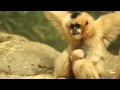 Lincoln Park Zoo Welcomes Rare White-Cheeked Gibbon Baby