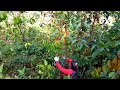 HARVESTING LACURAN COFFEE IN THE FOREST