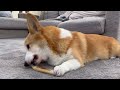 多動な小学生と老犬コーギー#コーギー #コーギー犬 #corgi #犬