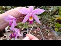Como polinizar a flor de orquídea