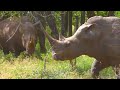 4K Safari Animals : Nouabalé-Ndoki National Park  - Scenic Wildl Film And Relaxing Music