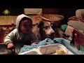 Nanny Dogs🐶👶Cute Dogs as Babysitter(Full) [Epic Life]