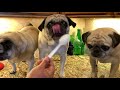 ASMR PUGS Licking Butter Very Satisfying