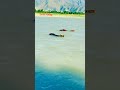 دریاۓ سوات کے خوبصورت نظارے || Swat River