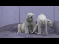 リラはどこ？　探し回るララ　Polar Bear mom　looks for her daughter