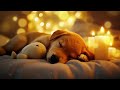 Anti-anxiety music for dogs 🐶 Calming music for dogs ♬ Deep sleep for dogs 🐶