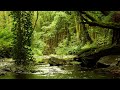 8 HOURS OF RELAXING NATURE SOUNDS AND GENTLE BIRDSONG