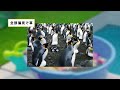 【2ch動物スレ】日本は世界最大のペンギン飼育大国です。世界中の飼育されているペンギンの4分の1を日本が占めています