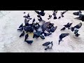 A mesmerizing flight of pigeons