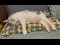 Cat Snores So Loud💤Sleeping Asmr