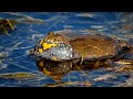 Explore the Fascinating World of Frogs in This 4K UHD Video with Relaxing Music