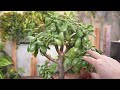 how to grow a jade into a tree | 5 IMPORTANT TIPS