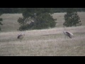 Sandhill Cranes Dancing ~ Mating Dance and Calls