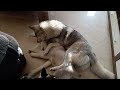 Husky Naomi take good care of hers baby🥰🥰#siberianhusky #husky #love #puppy