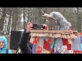 Петрушка  и волк. Parsley and the wolf.