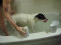 Snoopys Bath Time