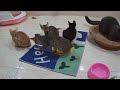 New Funny Animals😺🐶Best Funny Dogs and Cats Videos Of The Week😛