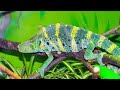 🤑 ऐसे अनोखे गिरगिट कभी नहीं देखे होंगे 🌎 Different Species Of Chameleons || Vibrant Chameleons 🤑