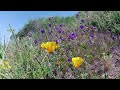 Fleurs sauvages de printemps du Sud de la Californie