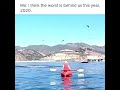 Whale swallows kayaker