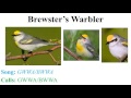 CEAP birds - warblers
