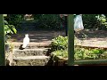 The wild cocakoo dares to enter house and follow me to the yard | Chim két cô đơn dám vào nhà chơi.