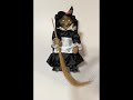 16” Rocking Wailing Witch Battery Operated Animated Halloween Decoration by RWW