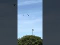 Hawk being attacked by other birds