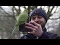Wild Parrots of London, England | Rose-Ringed Parakeet (Psittacula krameri) | Koaw Nature