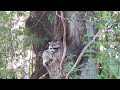 Raccoon update