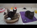 CLASSIC Dog and Cat Videos😻#💖1 HOURS of FUNNY Clips🥰🐶