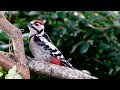 Scottish Borders Woodpecker gets angry with some leaves!