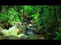 Harmonious Birds Chirping, Beautiful Stream Sounds, Lovely Nature Sounds, Cozy Paradise