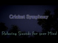 🎧 NATURE SOUNDS for Relaxing, Meditation & Sleep... Night Time Cricket Sounds