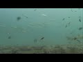 SWARMING SHARKS! Frying Pan Shark Cam