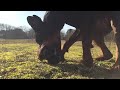 Dobermann vs kong, slowmotion