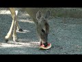 Funny Deer Eating