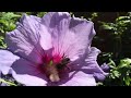 Bumblebee on flower (slow motion)