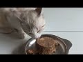 Homemade Special CAT food | Healthy cat food recipe | 100% Vet Approved