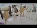 Funniest Cats and Dogs Videos 😆 Best Funny Cats Videos 😹