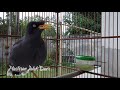 Starling Bird Chirping very melodious and amazing. episode 108