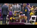 Staffordshire Bull Terriers | Breed Judging 2023