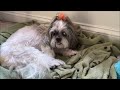 15 Year Old Shih Tzu Check-in 🐶❤ Lacey Dog Loves Her Fruit 🍉🍈
