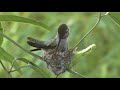 Hummingbird Building a Nest.mp4