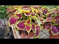 Really colourful tour round my local garden center