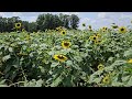 Carlyle Lake, IL  beaches, boats, sunflowers