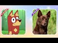 Bluey Heeler GROWING UP EVOLUTION | Go WOW