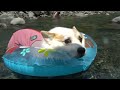 コーギー達の夏が来た！今年最初の川遊び ！ ゆきとゆめとお友達　Corgis' Summer Has Arrived! First River Play of the Year |