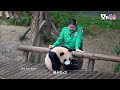 (SUB) Baby Twin Pandas' First Vaccination 🎉│Panda World