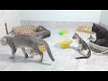 CLASSIC Dog and Cat Videos 🐶 😹 1 HOURS of FUNNY Clips